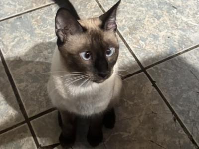 Kitten - Siamese - Gallery Photo #1