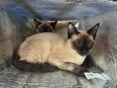 Dior Kitties - Siamese - Gallery Photo #1