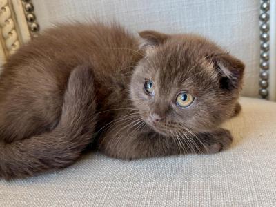 Older Scottish Fold Chocolate Female - Scottish Fold - Gallery Photo #1