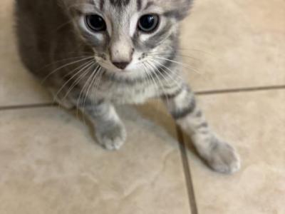 Kitty - Domestic - Gallery Photo #1
