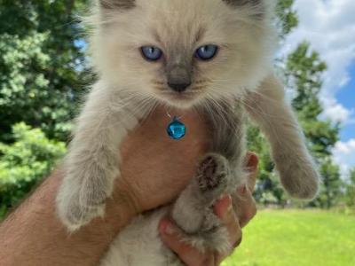 Kitten 1 Blue - Ragdoll - Gallery Photo #1