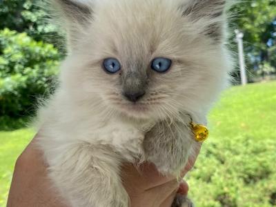 Kitten 2 Yellow - Ragdoll - Gallery Photo #1