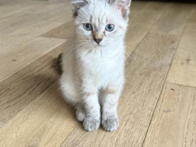 Lily - Siamese - Gallery Photo #1