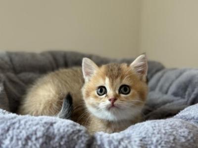 Thomas - British Shorthair - Gallery Photo #1