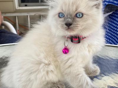 Kitten 4 Pink - Ragdoll - Gallery Photo #1
