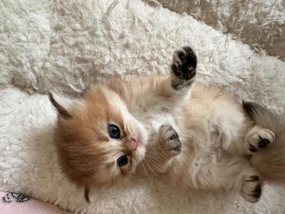 Kristoff - British Shorthair - Gallery Photo #1