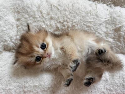 Ariel - British Shorthair - Gallery Photo #1