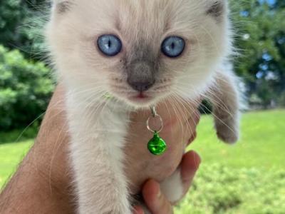 Kitten 5 Green - Ragdoll - Gallery Photo #1