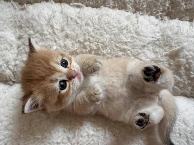 Rapunzel - British Shorthair - Gallery Photo #1