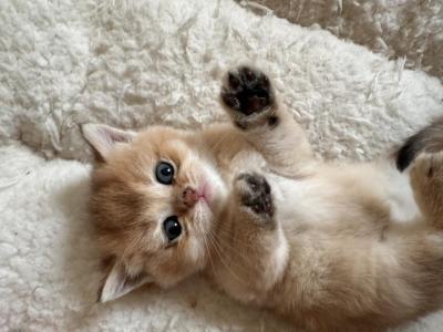 Cinderella - British Shorthair - Gallery Photo #1