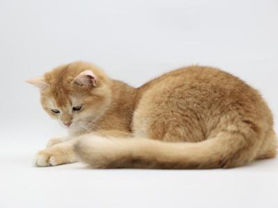 Rasputin - British Shorthair - Gallery Photo #1