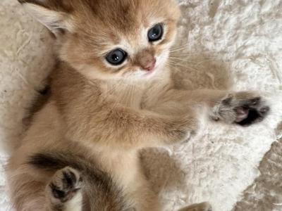 Belle - British Shorthair - Gallery Photo #1