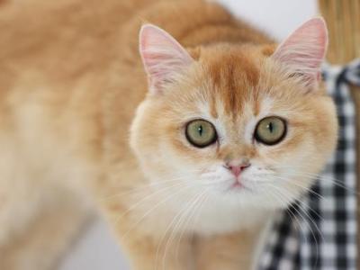 Roman - British Shorthair - Gallery Photo #1