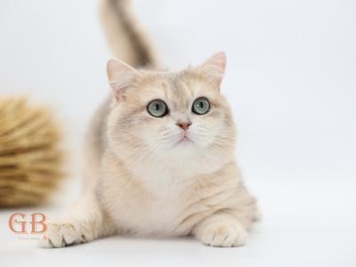 Irish - British Shorthair - Gallery Photo #1
