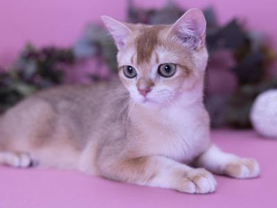 Stenly - British Shorthair - Gallery Photo #1