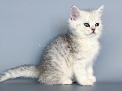 Nimbus Snow Leopard Silver Brtitish Shorthair Boy - British Shorthair - Gallery Photo #1