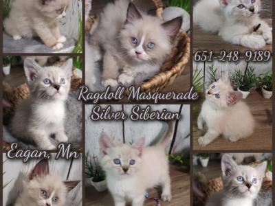 Ragdoll  Siberian Kittens Male And Female - Domestic - Gallery Photo #1