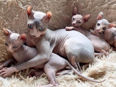 Vaccinated Sphynx Kittens - Sphynx - Gallery Photo #1