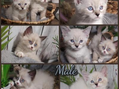 Ragdoll Kittens - Domestic - Gallery Photo #1