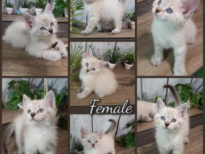Ragdoll Baby Kittens - Domestic - Gallery Photo #1