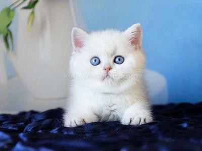 Topaz Chunky Silver Boy Ns 12 British Shorthair - British Shorthair - Gallery Photo #1