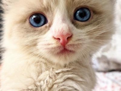 Kittens Four - Ragdoll - Gallery Photo #1