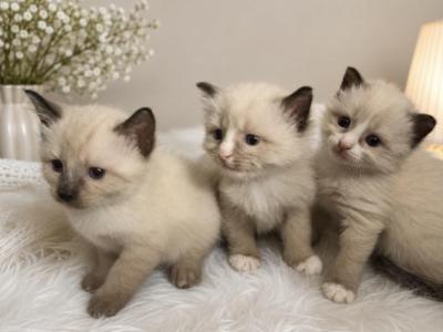 Ragdoll Kitty 2 - Ragdoll - Gallery Photo #1