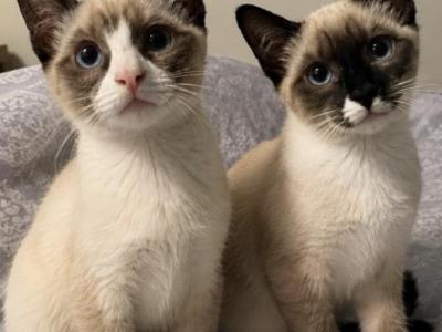 Siamese Kitten 2 - Siamese - Gallery Photo #1