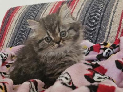 Tabby - Persian - Gallery Photo #1