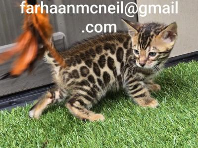 Charming Bengal Kittens Ready - Bengal - Gallery Photo #1