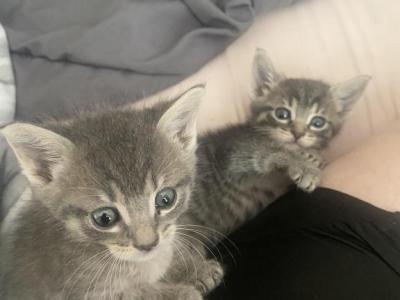 Ayla And Prince - Domestic - Gallery Photo #1