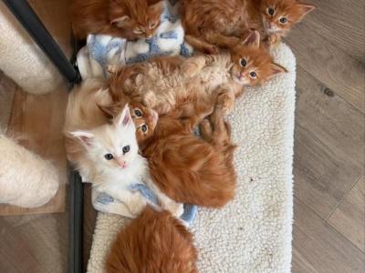 Adorable Maine Coon Kittens - Maine Coon - Gallery Photo #1