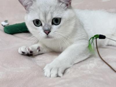 Astro - British Shorthair - Gallery Photo #1