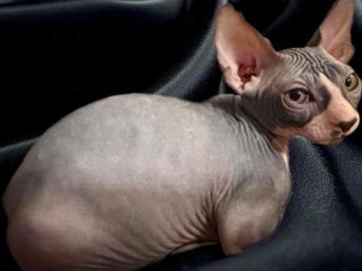 Juno Sphynx Girl Bi Color - Sphynx - Gallery Photo #1