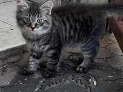Siberian And Bengal Mix Kittens - Siberian - Gallery Photo #1