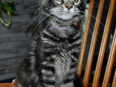 Maine Coons Ready Now TICA Registered - Maine Coon - Gallery Photo #1