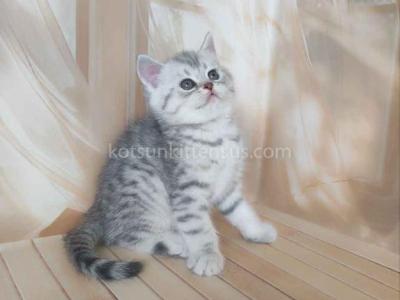Pepper Snow Leopard Silver Brtitish Shorthair Boy - British Shorthair - Gallery Photo #1