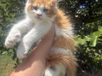 Luna Polydactyl - Maine Coon - Gallery Photo #1