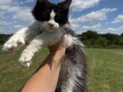 Newton Polydactyl - Maine Coon - Gallery Photo #1