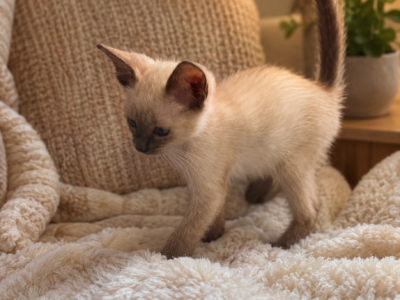 Princess - Siamese - Gallery Photo #1