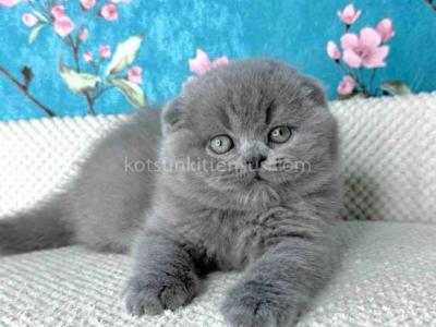 Kevin Scottish Fold Plushy Teddy Bear Blue Color - British Shorthair - Gallery Photo #1