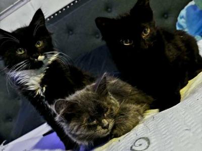 Sneezy - Maine Coon - Gallery Photo #1