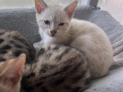 Bengal Kittens - Bengal - Gallery Photo #1