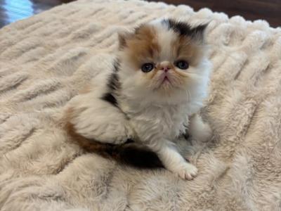 Daisy - Persian - Gallery Photo #1