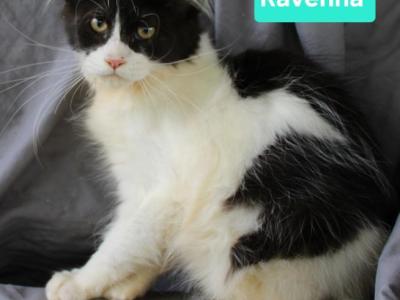 Ravenna Tica Health Tested Parents Price Reduced - Maine Coon - Gallery Photo #1