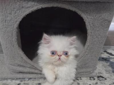Flame Point Himalayan - Himalayan - Gallery Photo #1