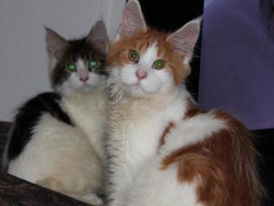 Omega Tica Health Tested Parents - Maine Coon - Gallery Photo #1