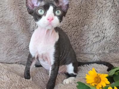 Black Bicolor - Devon Rex - Gallery Photo #1