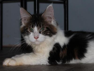 Grant Tica Health Tested Parents Price Reduced - Maine Coon - Gallery Photo #1