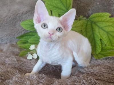 White Male - Devon Rex - Gallery Photo #1